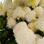 Hortenzia metlinatá (Hydrangea paniculata) 'LIMELIGHT'® - výška 130-150 cm, kont. C25L - NA KMIENKU